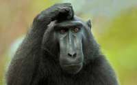 confusedmonkey-3585704478.jpg