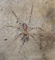 800px-TegenariaparietinaMHNT.jpg