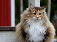 Norwegian Forest.1.jpg