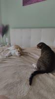 video2025-08-0714-58-06.mp4