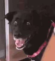 17520855184930511657883356669.gif