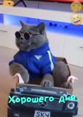 1543887800960.mp4