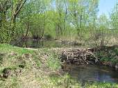 BeaverdamonSosnovochkariverinSosnovka(Bekovo).JPG