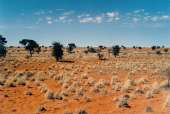 KalahariE0200.jpg
