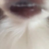 15188461823230.webm