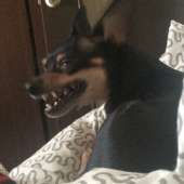 15510681572940 собака ржет .jpg