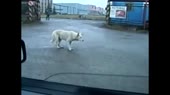 мыРазгромилиВсех.mp4
