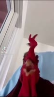 17500057284660.mp4