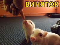 виняток.jpg