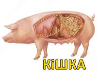 кишка.jpg