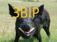 звip.jpg