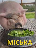 миська.jpg