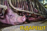 пидарешт.jpg