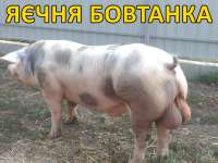 яэчня бовтанка.jpg