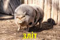zlit.jpg