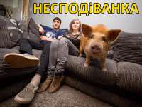 несподиванка.jpg