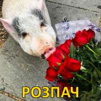 розпач 2.0.jpg