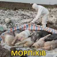 морпихив.jpg