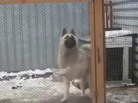 Грайм Собака.mp4