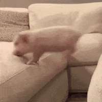 08-22-15-R3IdZ3qV.gif