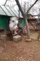 15790993065740.webm