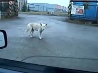 14821938080230.webm