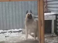 Грайм Собака.mp4
