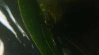 dive.mp4snapshot00.09.476.jpg