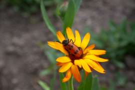 IMG7488.jpg