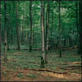 DSC2450 (2).jpg