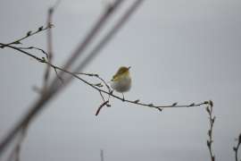 IMG4921.jpg