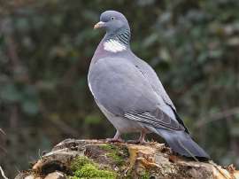 pigeon.jpg