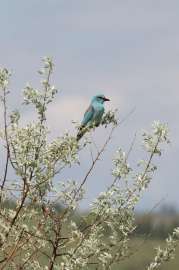 IMG8399.jpg