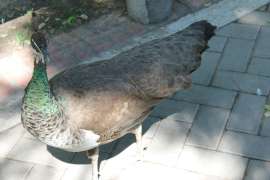 IMG2999.JPG