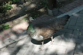 IMG2995.JPG