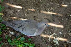 IMG2630.jpg