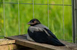 DSC09328-2.jpg