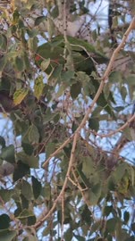 video2025-07-2915-25-56.mp4