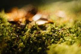 DSC04759.jpg