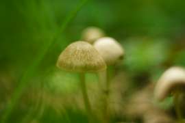 DSC04781.jpg