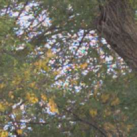 tree rainbow.webp