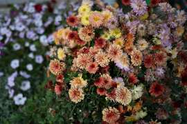 DSC8803.JPG