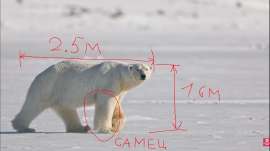 bear lens.png