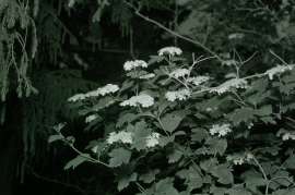 DSC9659.jpg