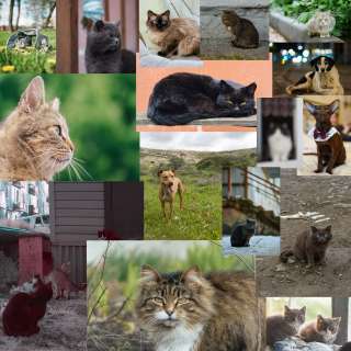коллаж с котам v.2.235.jpg