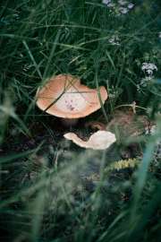 DSC05903.jpg