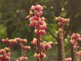 IMG5099.JPG