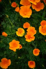 DSC06476.jpg