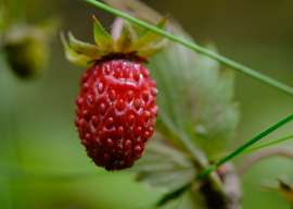 DSCF1614.jpg