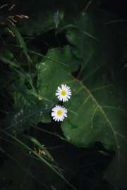 DSC06757.jpg